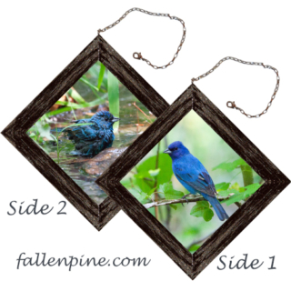 Indigo Bunting